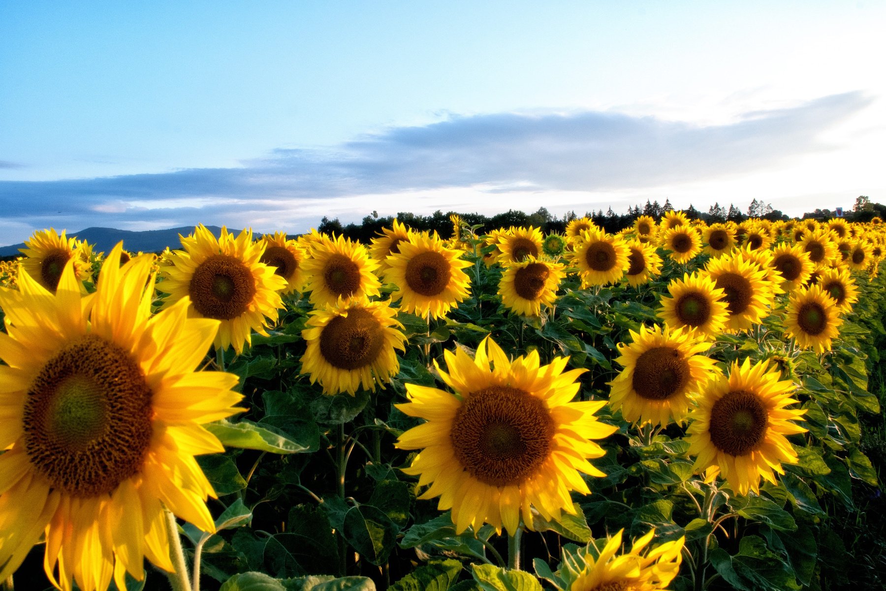 Field of Sunflowers