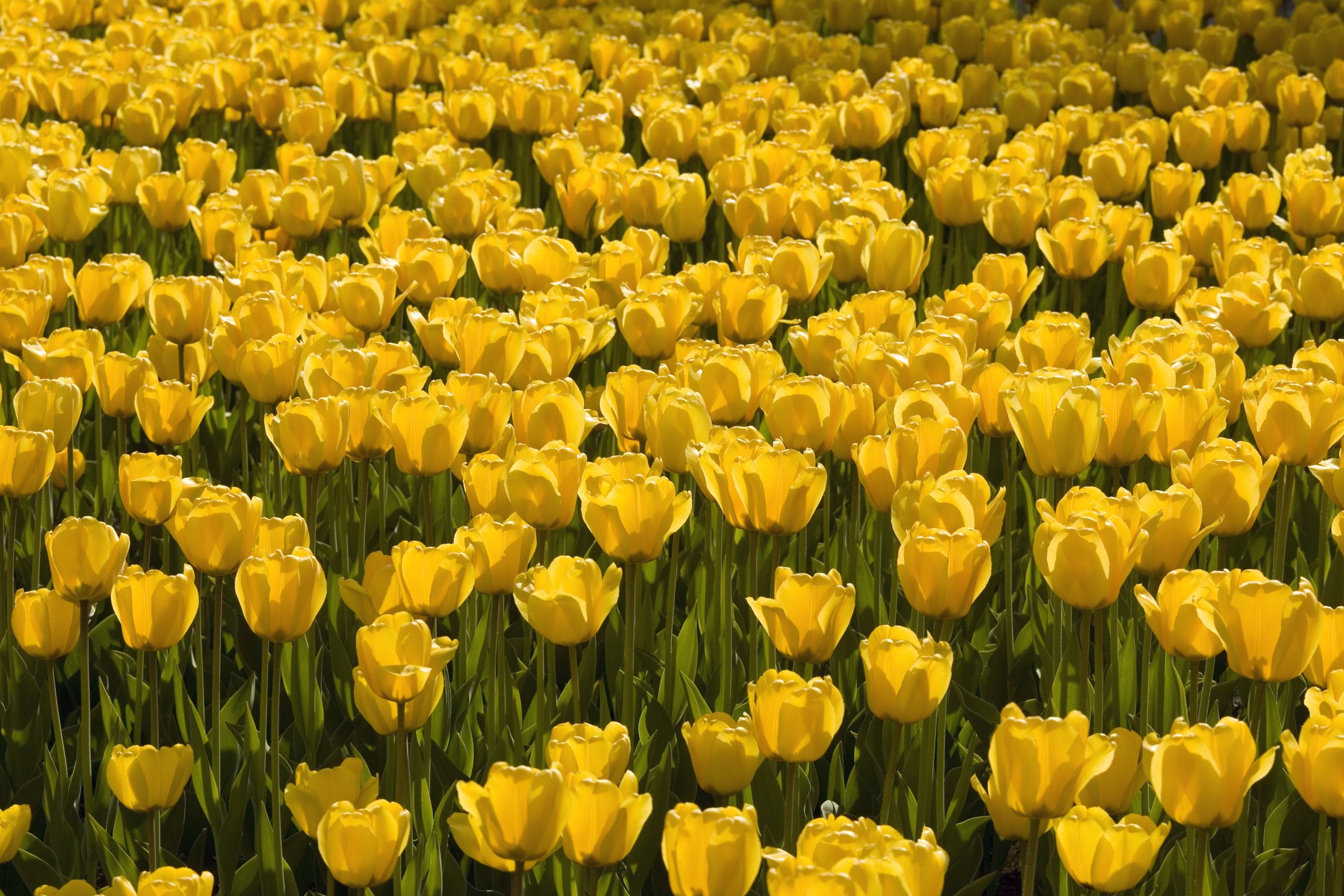 Yellow Tulips