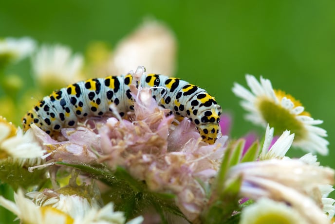 caterpillar on flower