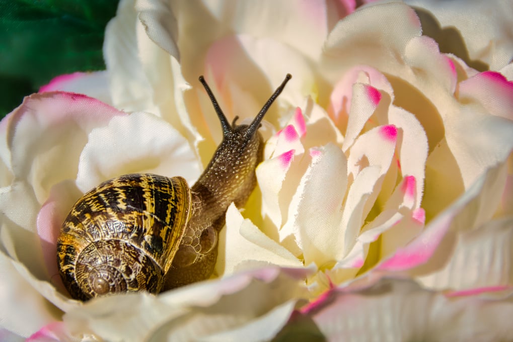 Snail on flower.