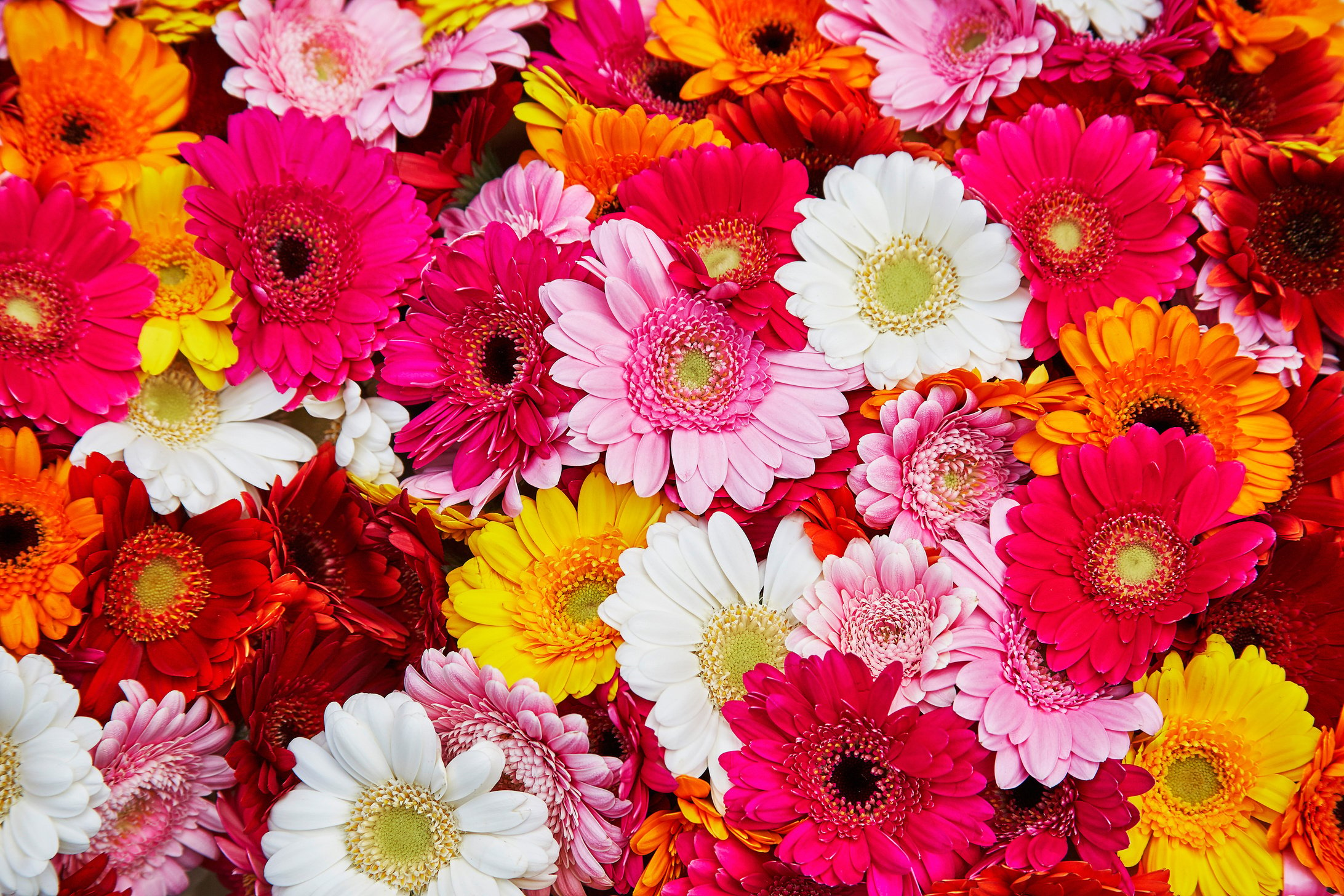 Many Gerbera Flowers