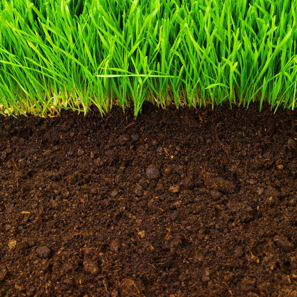 healthy grass in soil